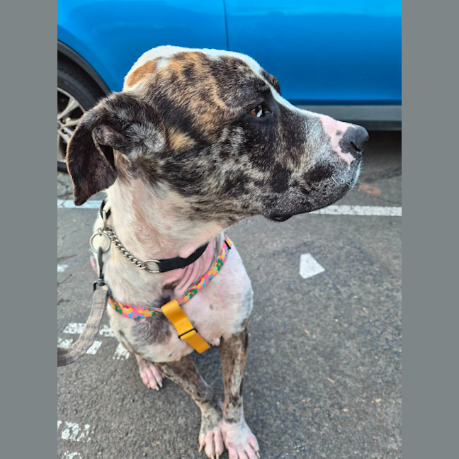 Photo of Hercules