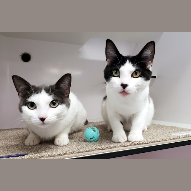 Photo of Romeo Suk013290 & Juliet Suk013291