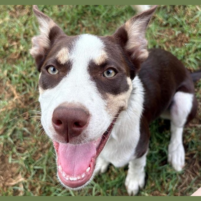 Photo of Rigby   11 Month Old Kelpie