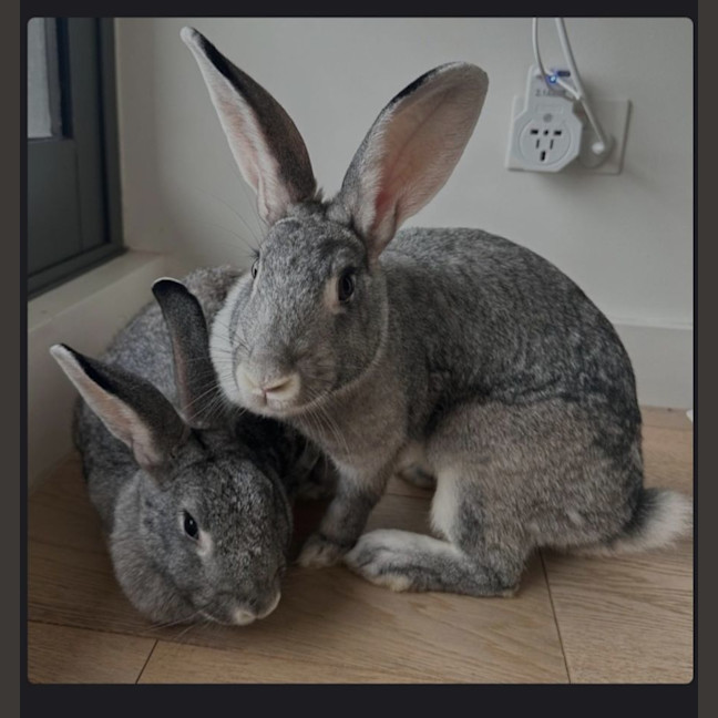 Photo of Millie And Molly