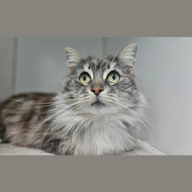 Photo of Gizmo