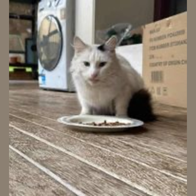 Photo of Chester