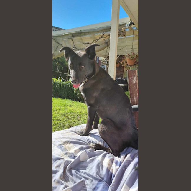 Photo of Nala