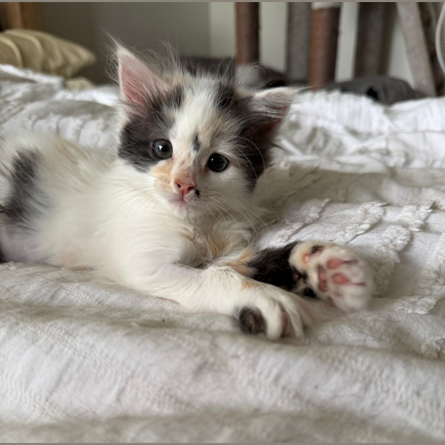 Photo of Stella