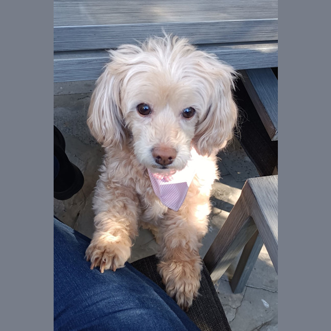 Photo of Dolce