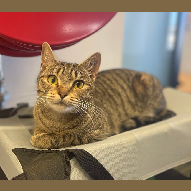 Photo of Luna