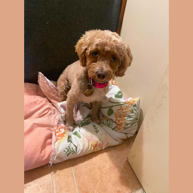 Pumpkin Pie - Small Female Poodle x Shih Tzu Mix Dog in VIC - PetRescue