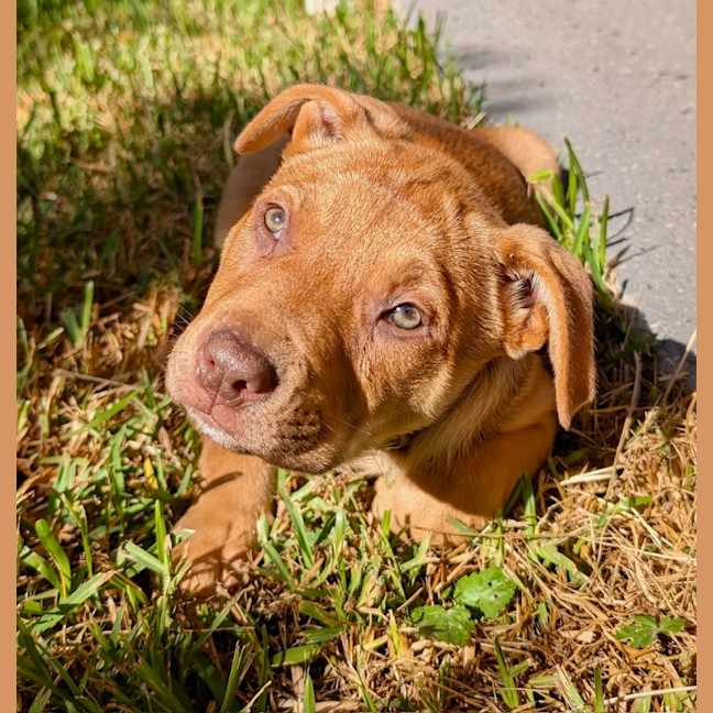 Photo of Franklin   9 Week Old Kelpie X Mastiff