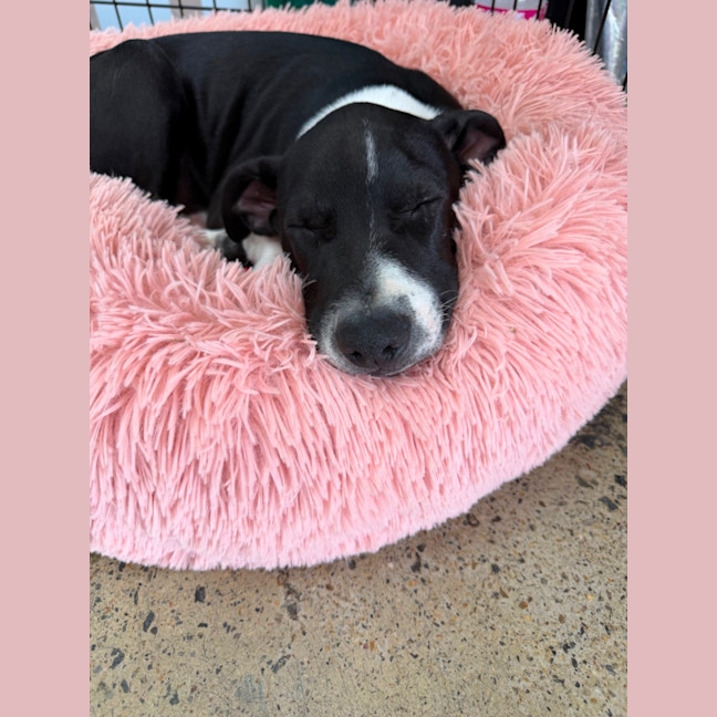 Photo of Boba (Bessie's Puppy)