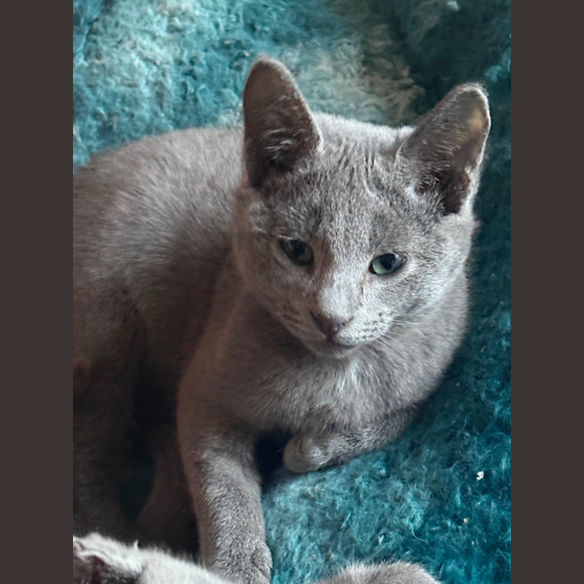 Photo of Dallas 🐶🐾🐶💙