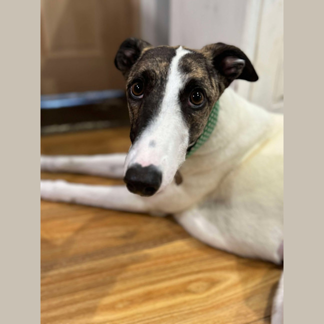 Photo of Lelani, The Greyhound