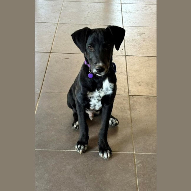 Photo of Rocky   5 Month Old Dalmatian X Swiss Shepherd