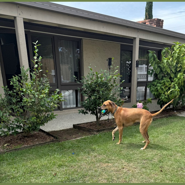 Photo of Magnum *$350 Adoption Fee*