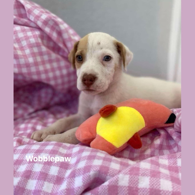 Photo of Wobblepaw