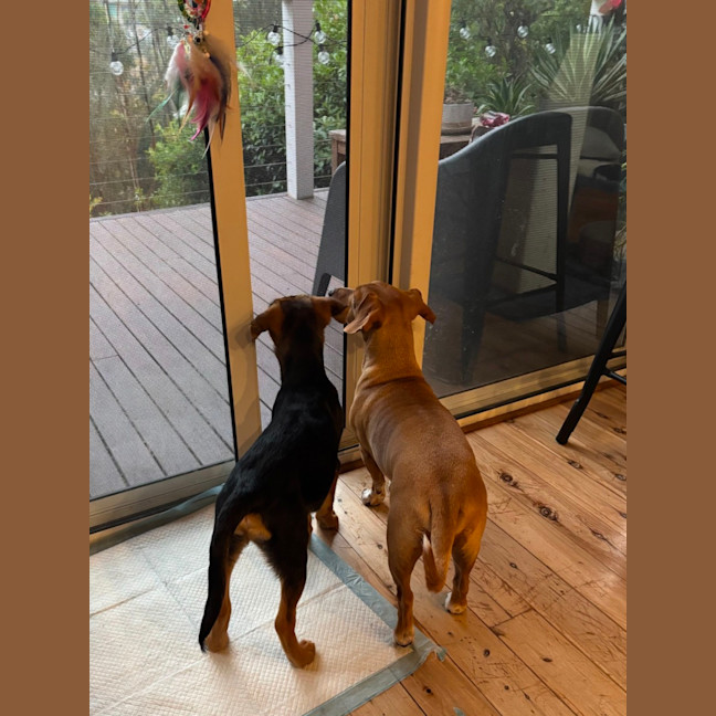 Photo of Stitch   4 Month Old Kelpie X