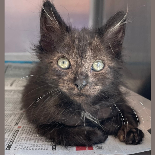 Photo of Smokey