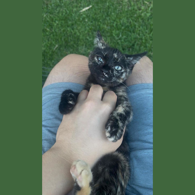 Photo of Cinnamon