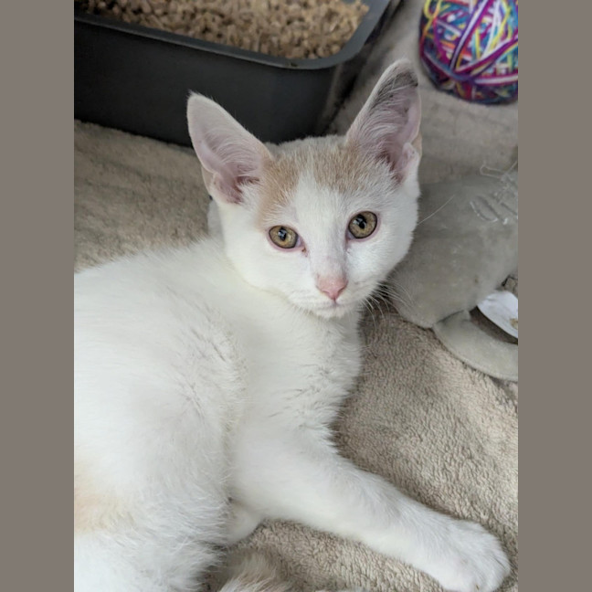 Photo of Cinnamon