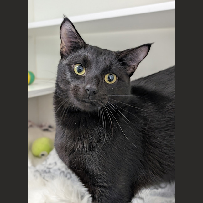 Photo of Blackjack