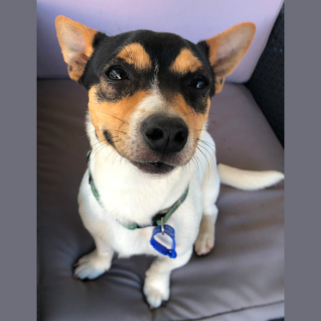 Photo of Tommy   10 Month Old Mini Fox Terrier (Hold)