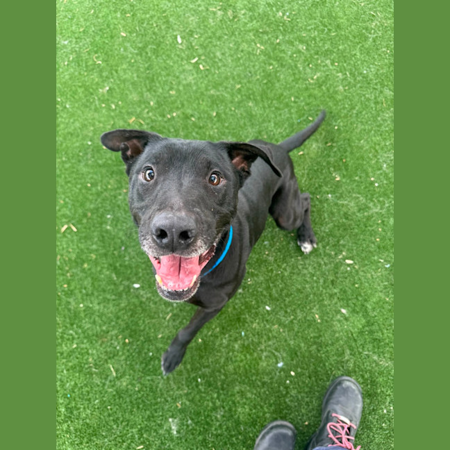 Photo of Flint Imp 7