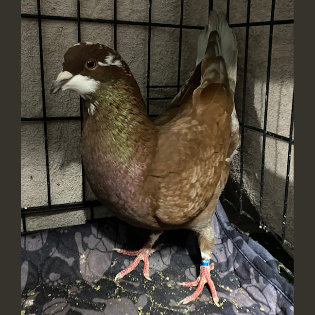 Photo of Potato Wedgie