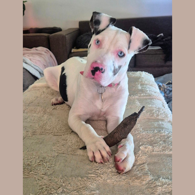 Photo of Chocchip