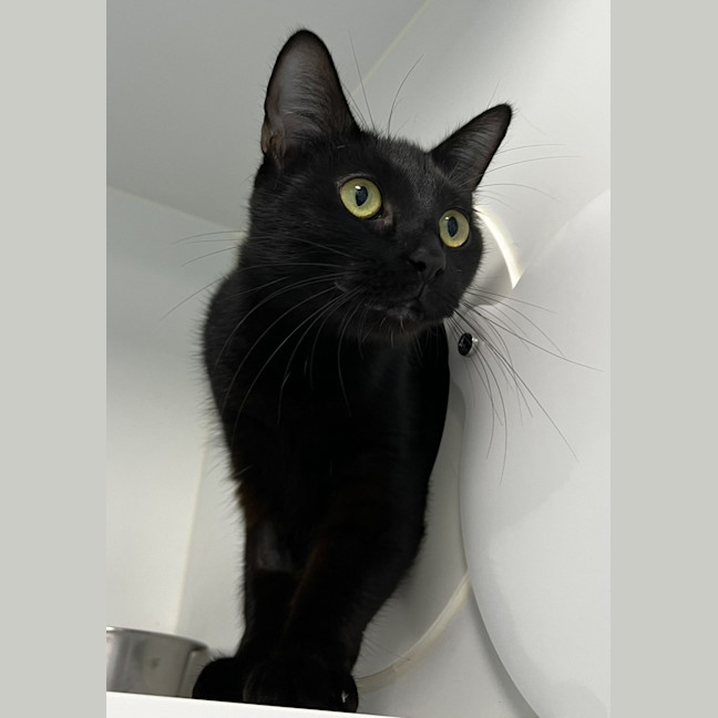 Photo of Cleopatra