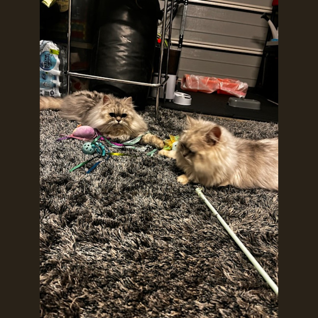 Photo of Symphony And Sayla