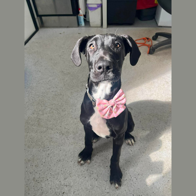 Photo of Zephyr