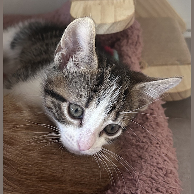 Photo of Mocha