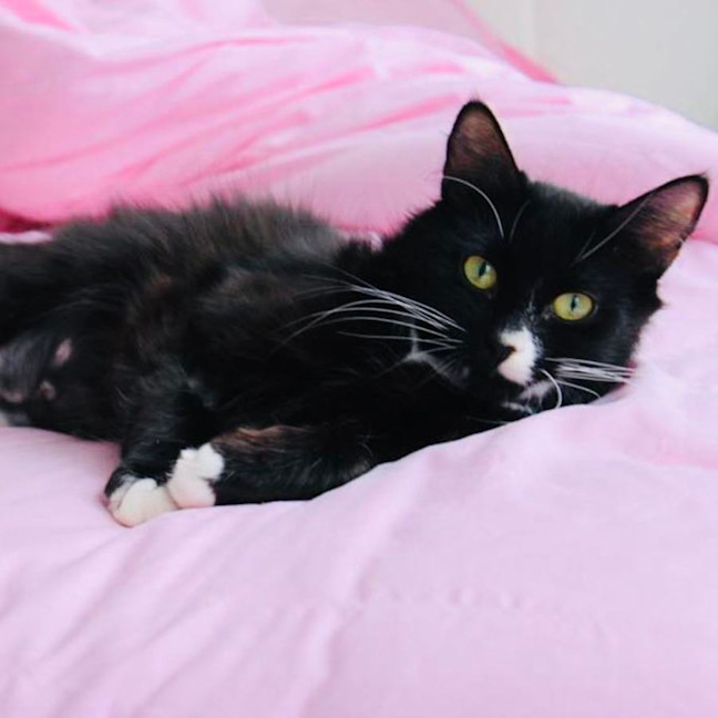 Photo of Calypso   Located In Croydon