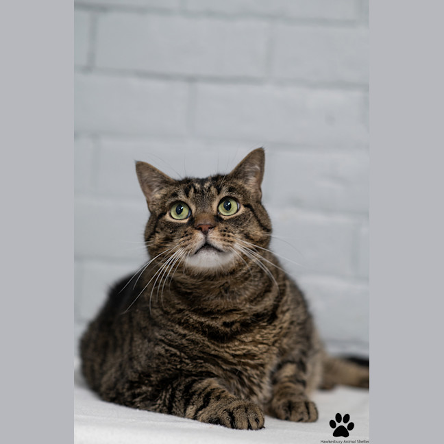 Photo of Turbo