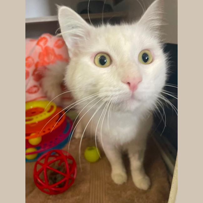 Photo of Ratatouille