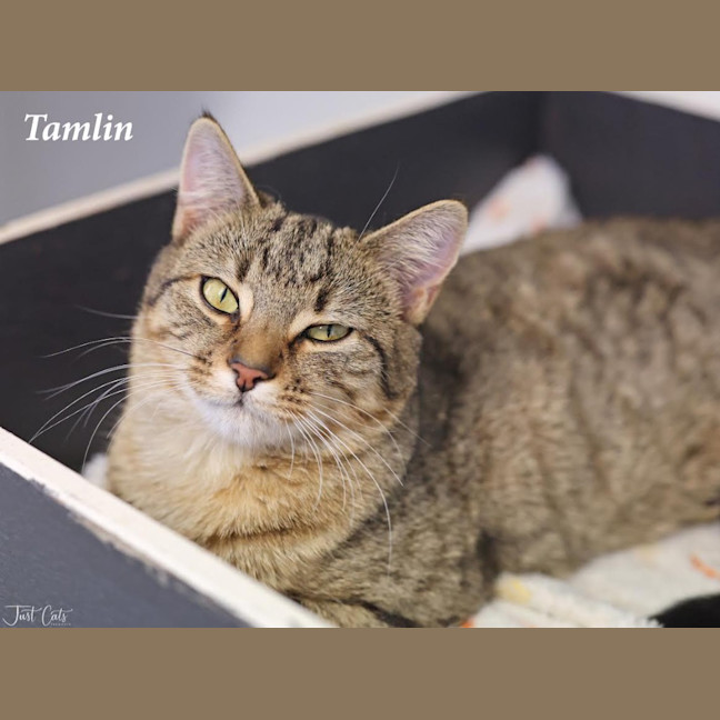 Photo of Tamlin