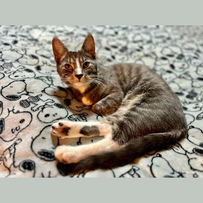Photo of Tofu *9 Lives Project Rescue*