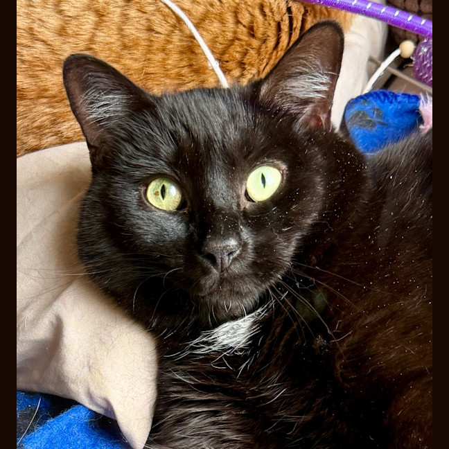 Photo of Pudding