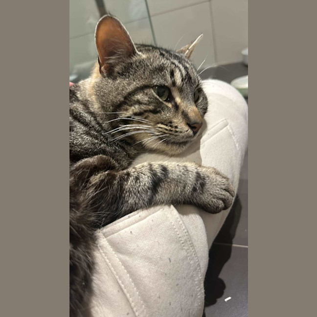 Photo of Simba And Samson 