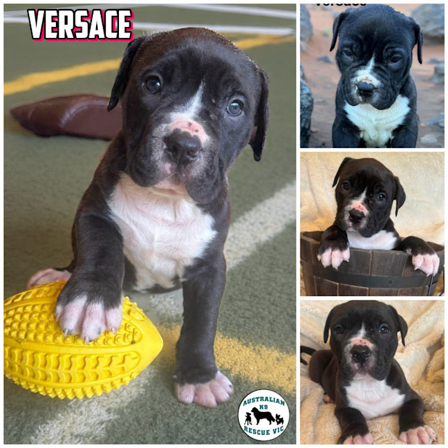Photo of Versace