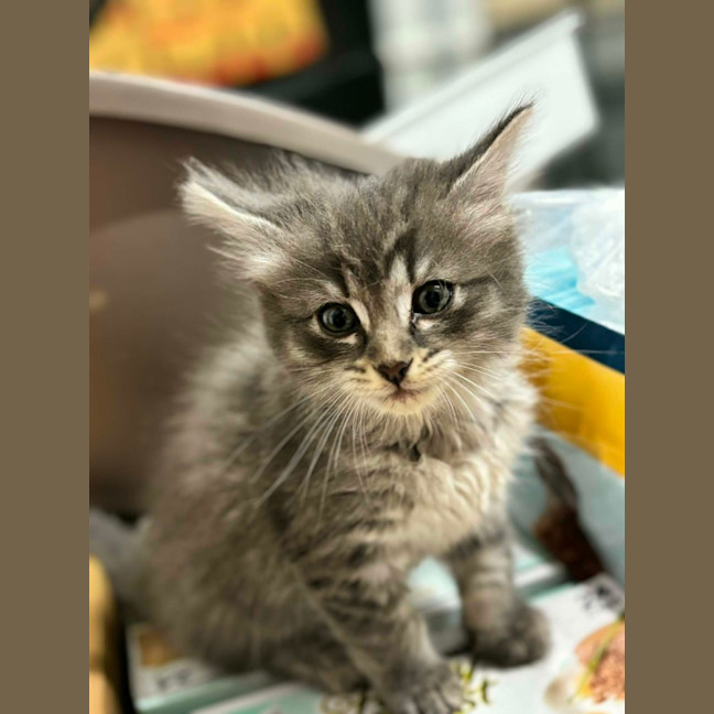 Photo of Missy ** 2nd Chance Cat Rescue **