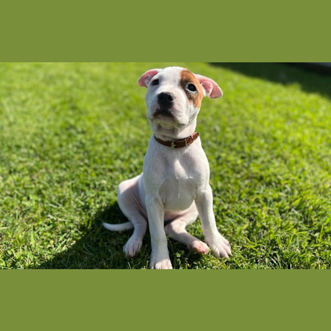 Photo of Skye