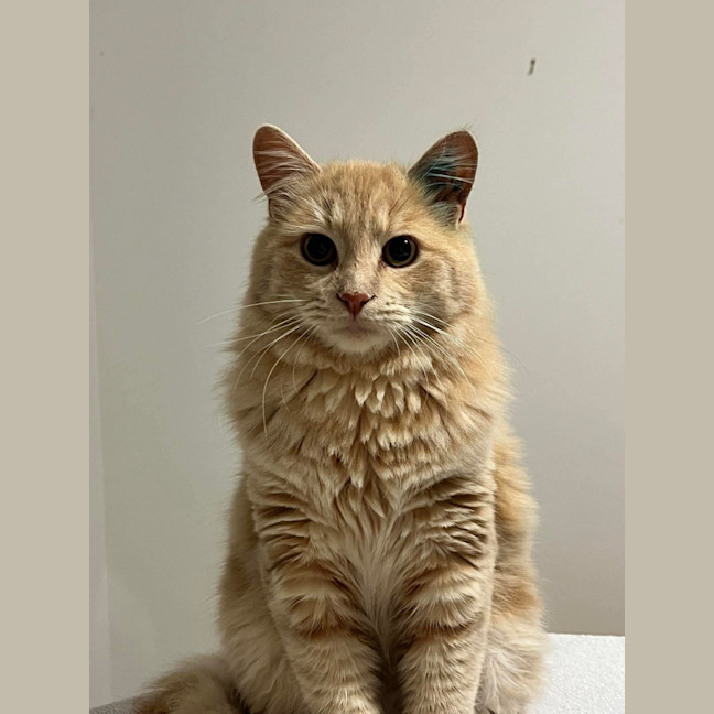 Photo of Paw Paw