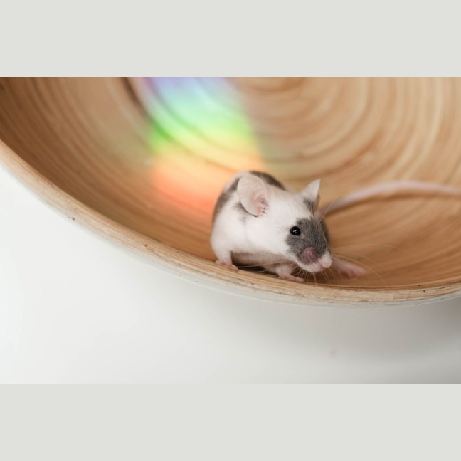 Photo of Rocky & Kinks