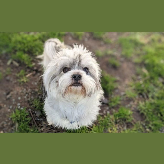 Photo of Bobo