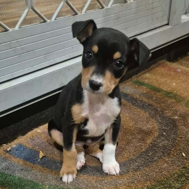 Photo of Cookie