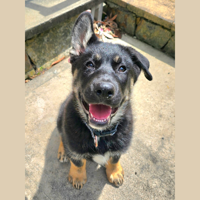 Photo of Bravo – 11 Week Old Shepherd X Husky (Trial)