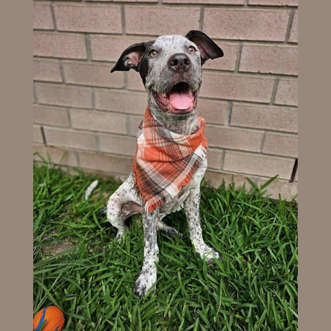 Photo of Wallace