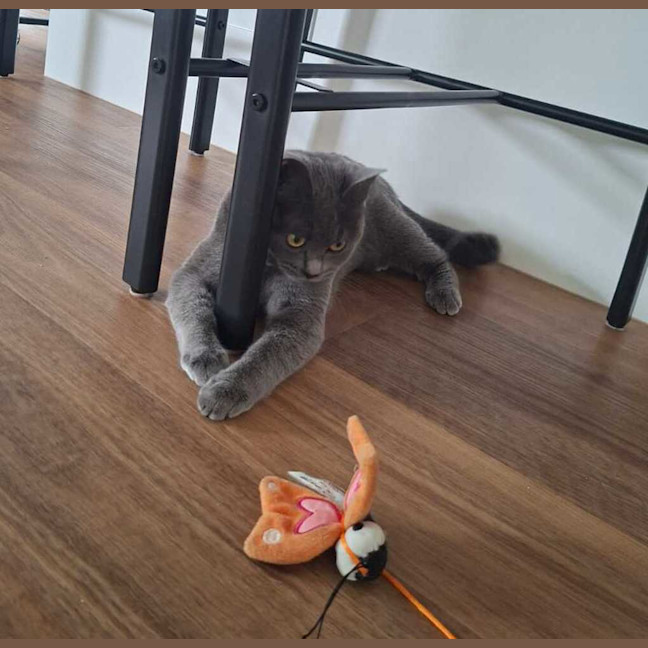 Photo of Luna (Bonded To Mya)