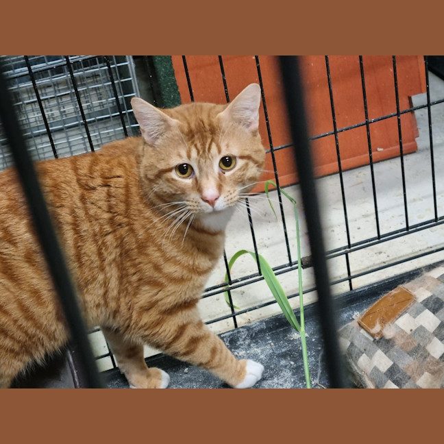 Photo of Mr Marmalade