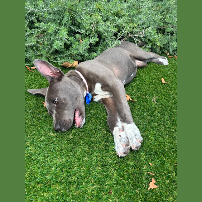 Photo of Rosie   5 Month Old American Staffy X